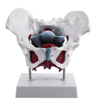 Модель женского таза и репродуктивных органов Анатомическая модель для восстановления мышц тазового дна женского мочевого пузыря
